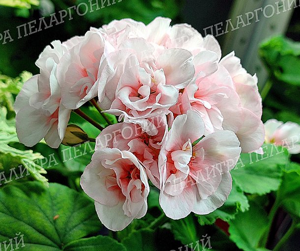 Edwards Blanche (ЭДВАРДС БЛАНШ)