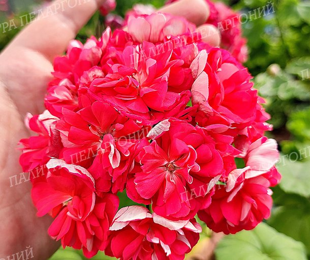 ЮЗИС ШАМАХАНСКАЯ ЦАРИЦА