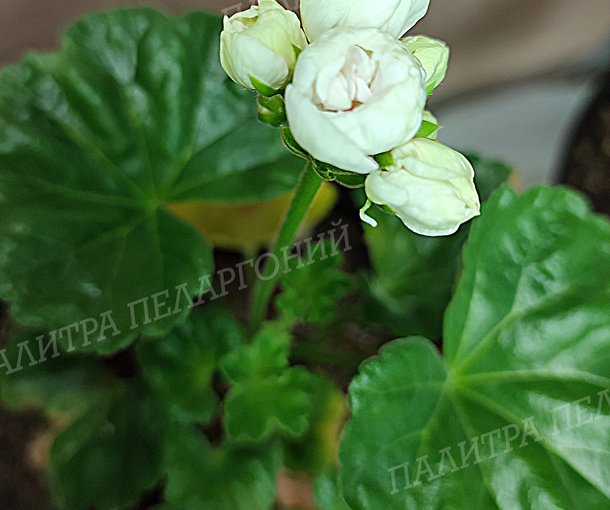 Marbacka Tulpan (МАРБАСКА ТЮЛЬПАН)