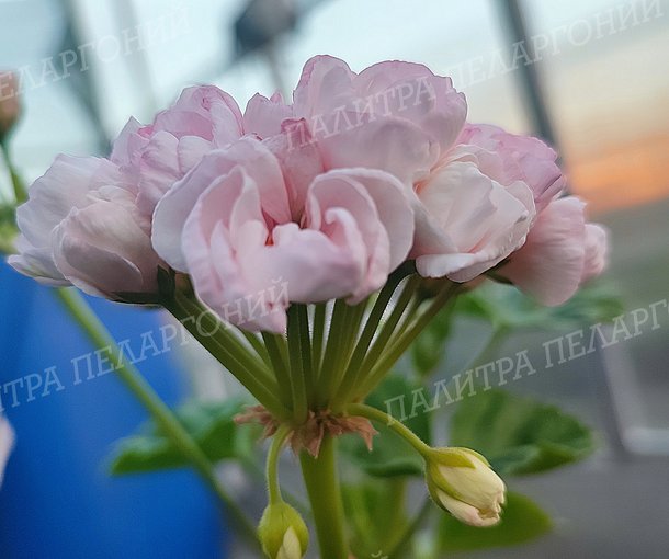 Marbacka Tulpan (МАРБАСКА ТЮЛЬПАН)