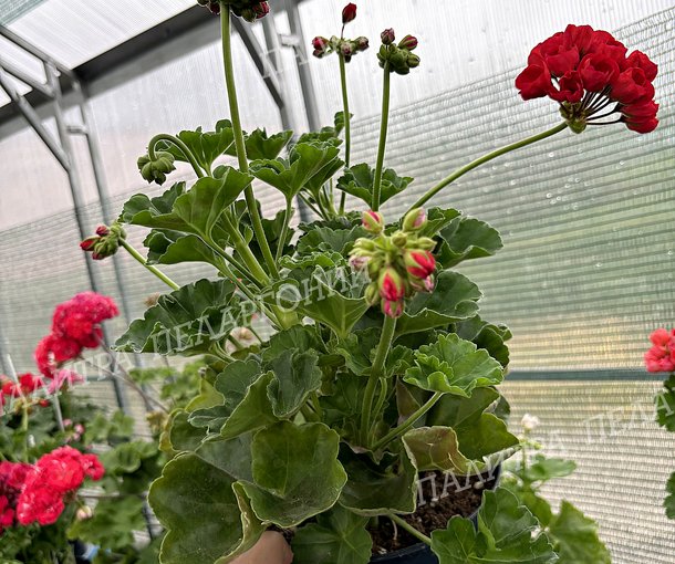 Mrs.Charles (Миссис Чарльз)