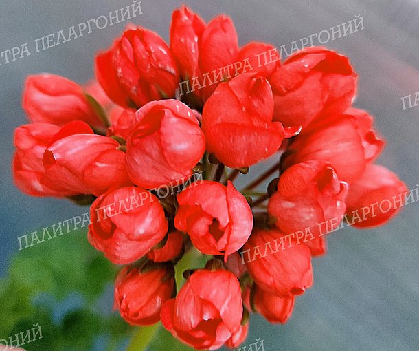 Rеd Раndоrrа (Ред Пандорра)