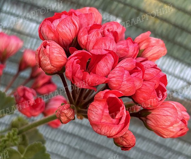 RED PIMPERNEL (Ред Пимпернель)
