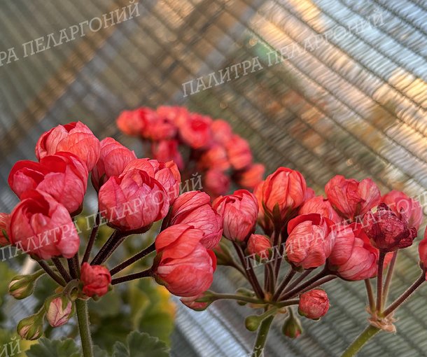 RED PIMPERNEL (Ред Пимпернель)