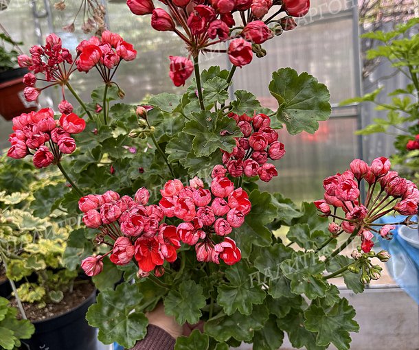 RED PIMPERNEL (Ред Пимпернель)