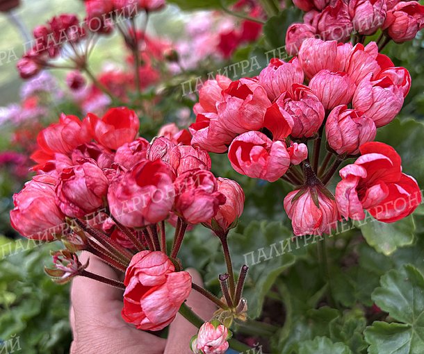 RED PIMPERNEL (Ред Пимпернель)