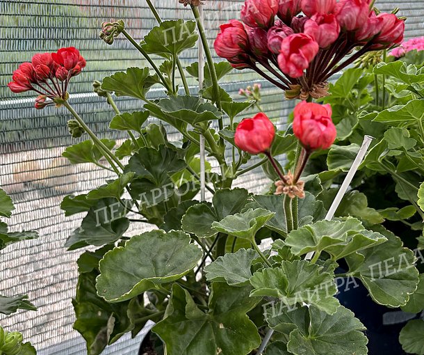 RED PIMPERNEL (Ред Пимпернель)
