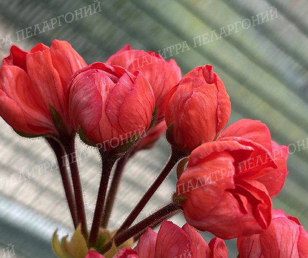 RED PIMPERNEL (Ред Пимпернель)