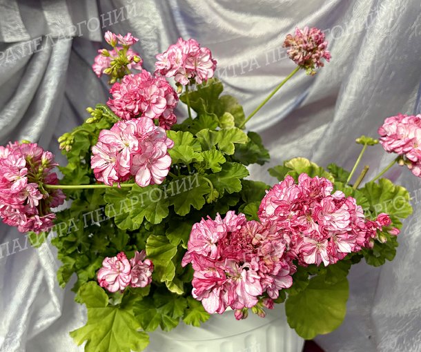 Bomnal Anne (БОМНЭЛ АННЕ), КОРЕЯ