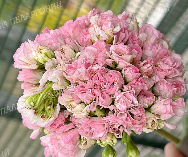 BB Ailee (ББ АЛИ), КОРЕЯ
