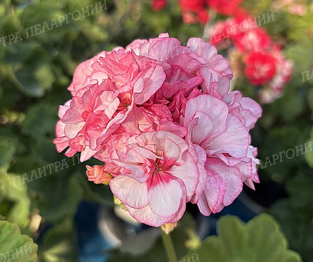 ARISTAR BOUQUET (АРИСТЭР БУКЕТ), КОРЕЯ