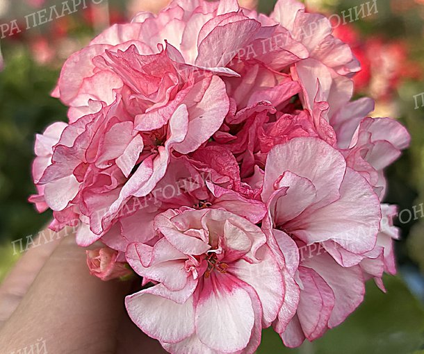 ARISTAR BOUQUET (АРИСТЭР БУКЕТ), КОРЕЯ