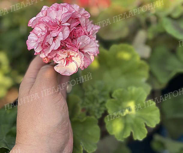 ARISTAR BOUQUET (АРИСТЭР БУКЕТ), КОРЕЯ