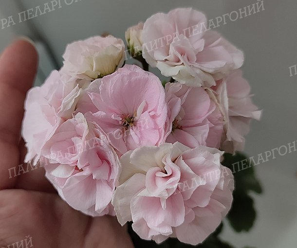 ЮВ БЕЛАЯ МАГИЯ