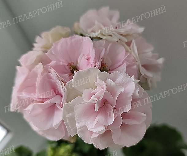 ЮВ БЕЛАЯ МАГИЯ