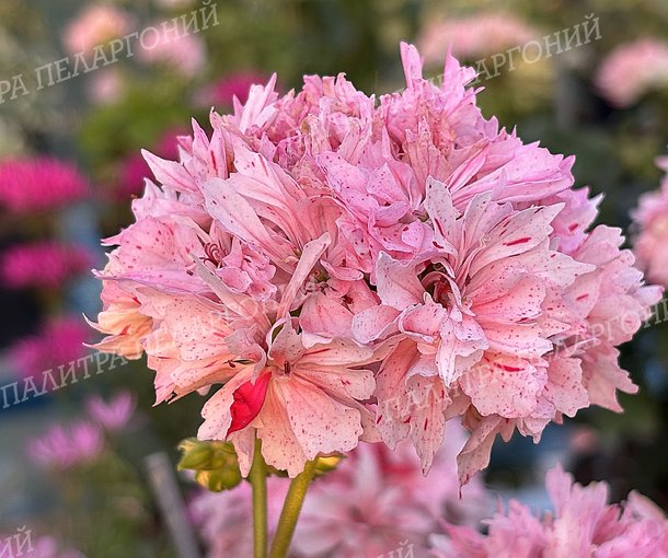 Rookley (РУКЛИ)