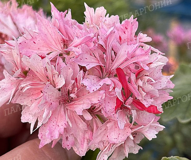 Rookley (РУКЛИ)