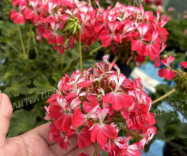 Swedish Gem (СВЕДИШ ДЖЕМ)