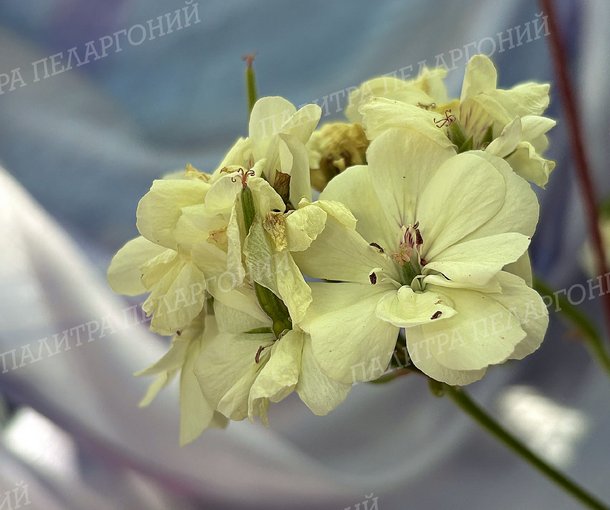 French Vanilla (ФРЕНЧ ВАНИЛЛА)