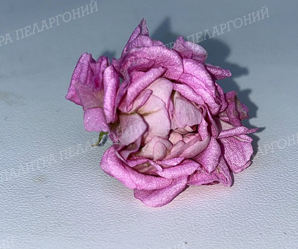 DiaZ Sirena (ДИАЗ СИРЕНА)