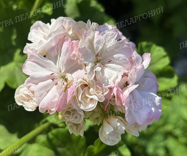 Toscana Castello White (Isabella) (ТОСКАНА КАСТЕЛЛО ВАЙТ, Изабелла)