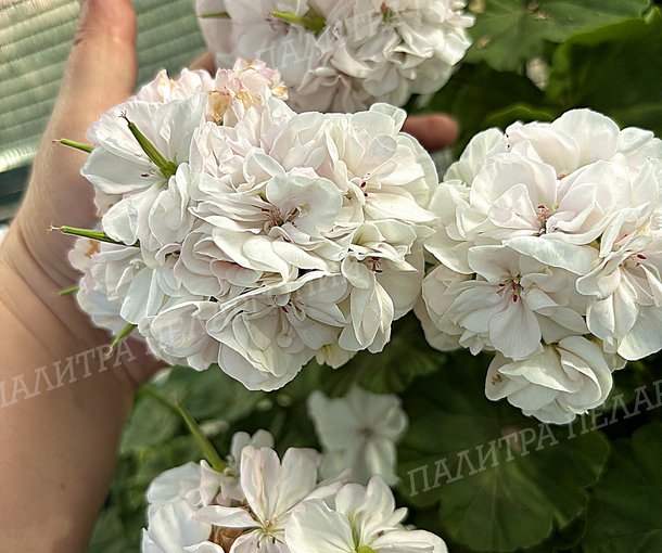 Toscana Castello White (Isabella) (ТОСКАНА КАСТЕЛЛО ВАЙТ, Изабелла)
