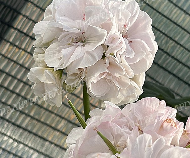 Toscana Castello White (Isabella) (ТОСКАНА КАСТЕЛЛО ВАЙТ, Изабелла)