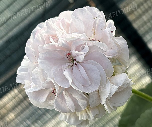 Toscana Castello White (Isabella) (ТОСКАНА КАСТЕЛЛО ВАЙТ, Изабелла)