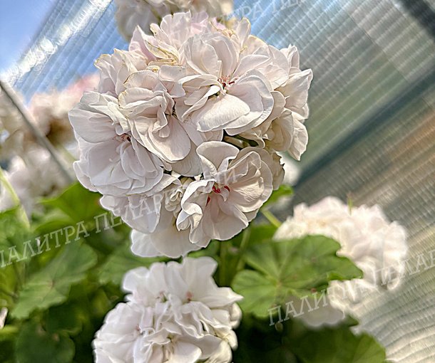 Toscana Castello White (Isabella) (ТОСКАНА КАСТЕЛЛО ВАЙТ, Изабелла)