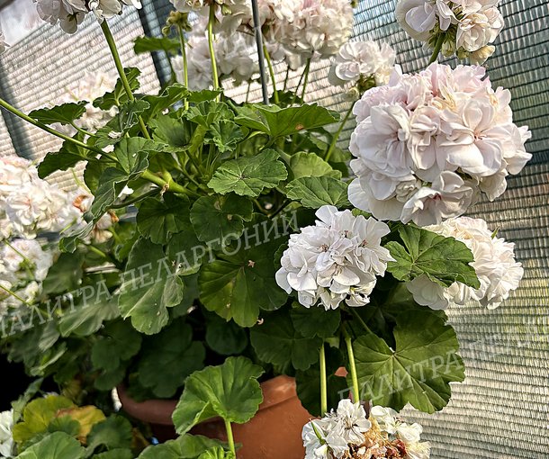 Toscana Castello White (Isabella) (ТОСКАНА КАСТЕЛЛО ВАЙТ, Изабелла)