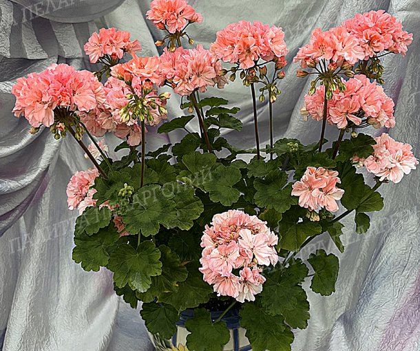 ШЕЛК ЛАГУНА