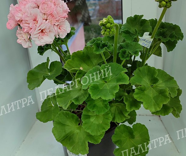 ШЕЛК ДЮНА