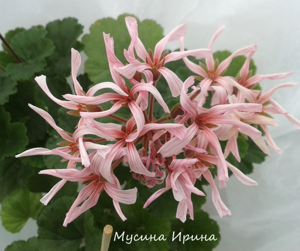 ШЕЛК МУАР