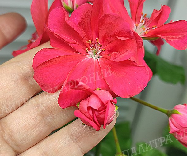 Ю АННА КАРЕНИНА