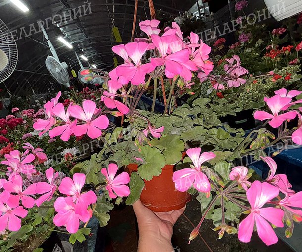 CALLIOPE LANDSCAPE PINK (КАЛЛИОПЕ ЛЭНДСКЕЙП ПИНК)