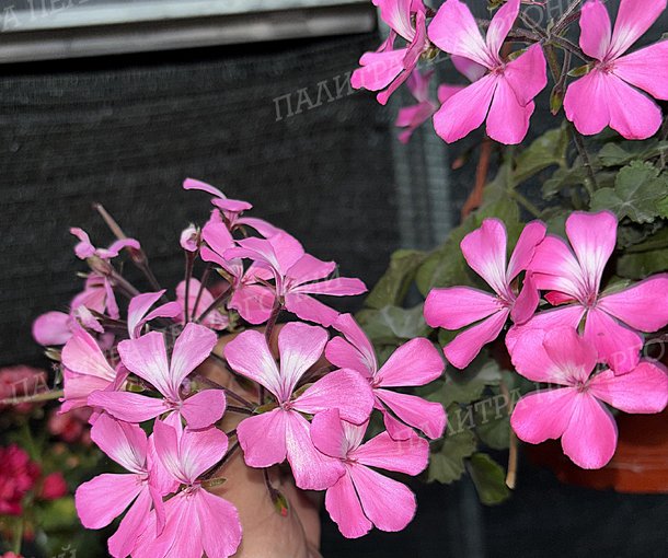CALLIOPE LANDSCAPE PINK (КАЛЛИОПЕ ЛЭНДСКЕЙП ПИНК)