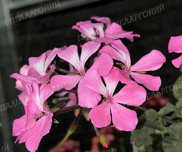 CALLIOPE LANDSCAPE PINK (КАЛЛИОПЕ ЛЭНДСКЕЙП ПИНК)