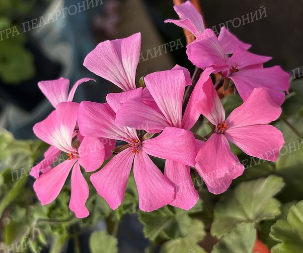 CALLIOPE LANDSCAPE PINK (КАЛЛИОПЕ ЛЭНДСКЕЙП ПИНК)