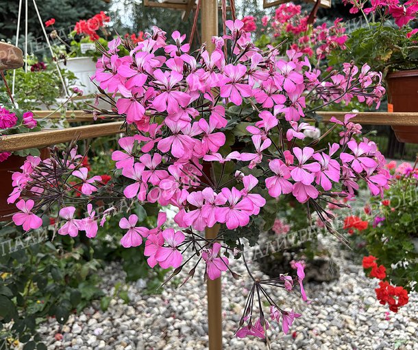 CALLIOPE LANDSCAPE PINK (КАЛЛИОПЕ ЛЭНДСКЕЙП ПИНК)