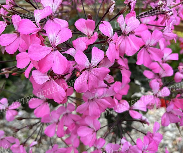 CALLIOPE LANDSCAPE PINK (КАЛЛИОПЕ ЛЭНДСКЕЙП ПИНК)