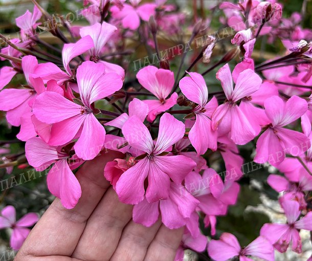 CALLIOPE LANDSCAPE PINK (КАЛЛИОПЕ ЛЭНДСКЕЙП ПИНК)