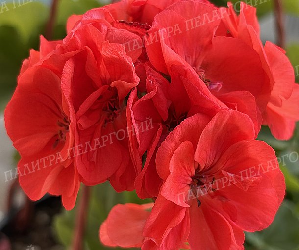 CALLIOPE ORANGE (КАЛЛИОПЕ ОРАНЖ)