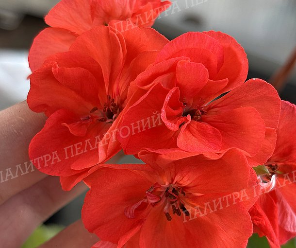 CALLIOPE ORANGE (КАЛЛИОПЕ ОРАНЖ)