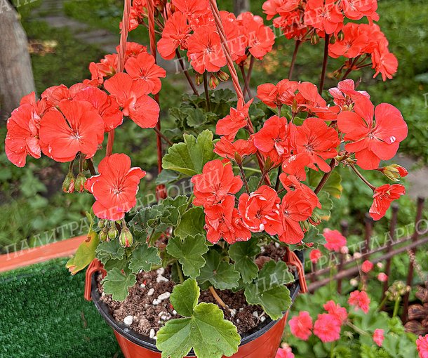 CALLIOPE ORANGE (КАЛЛИОПЕ ОРАНЖ)