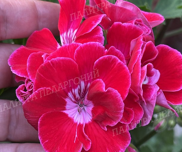 CALLIOPE RED SPLASH (КАЛЛИОПЕ РЕД СПЛЭШ)