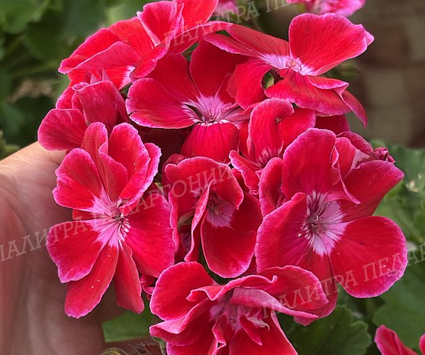 CALLIOPE RED SPLASH (КАЛЛИОПЕ РЕД СПЛЭШ)