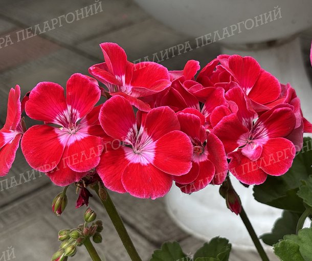 CALLIOPE RED SPLASH (КАЛЛИОПЕ РЕД СПЛЭШ)