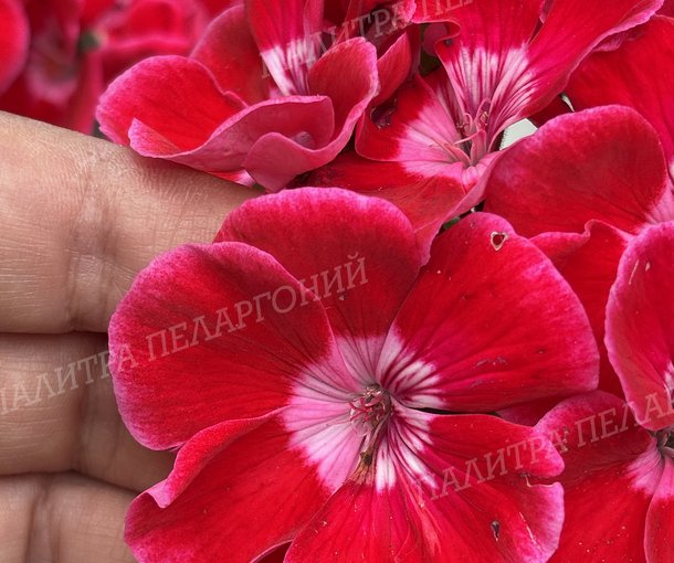 CALLIOPE RED SPLASH (КАЛЛИОПЕ РЕД СПЛЭШ)