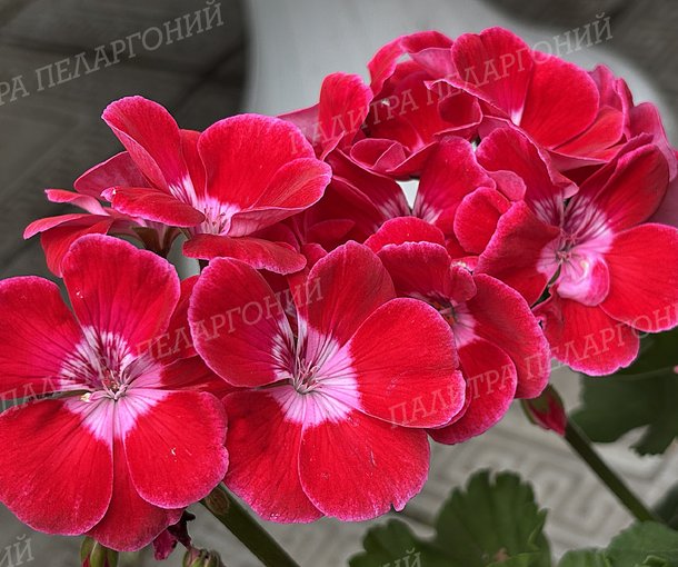 CALLIOPE RED SPLASH (КАЛЛИОПЕ РЕД СПЛЭШ)