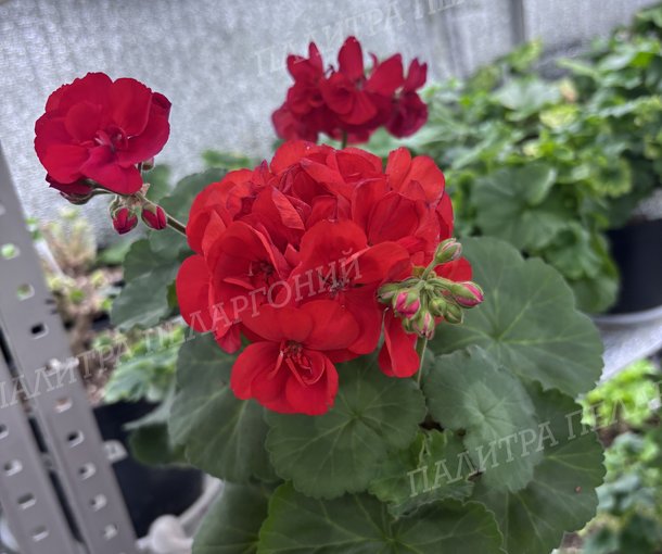 CALLIOPE SCARLET (КАЛЛИОПЕ СКАРЛЕТ)